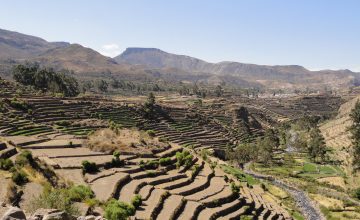 Andenes y Terrazas: ingeniería andina al servicio del agua y los suelos