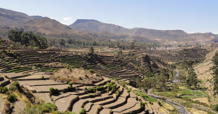 Andenes y Terrazas: ingeniería andina al servicio del agua y los suelos
