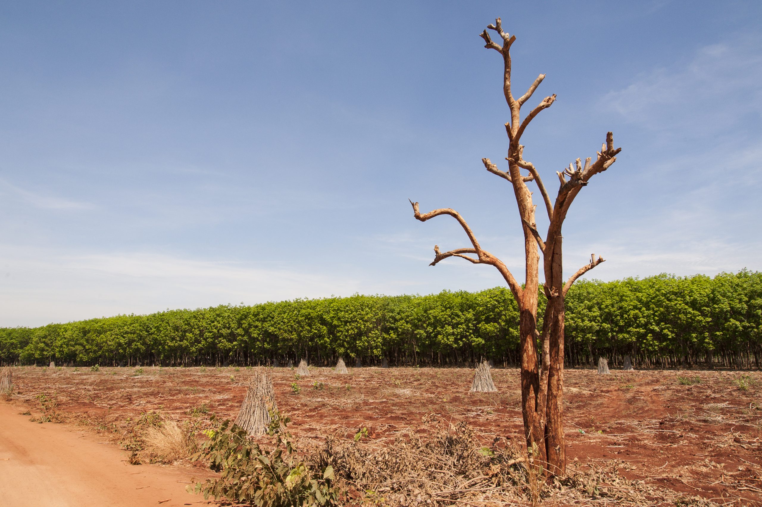 Deforestation Disguised as Agriculture in Cambodia