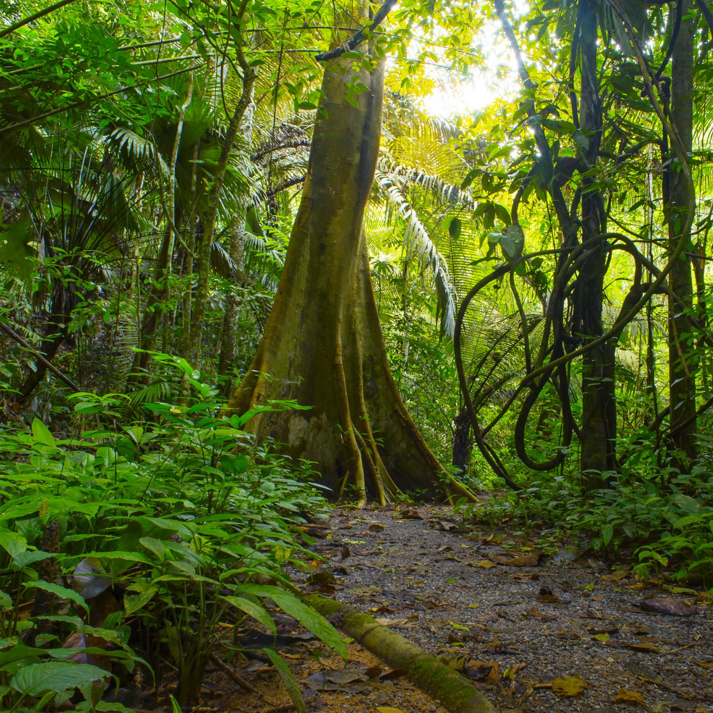 Timber Regulation Enforcement Exchange, Singapore - Forest Trends