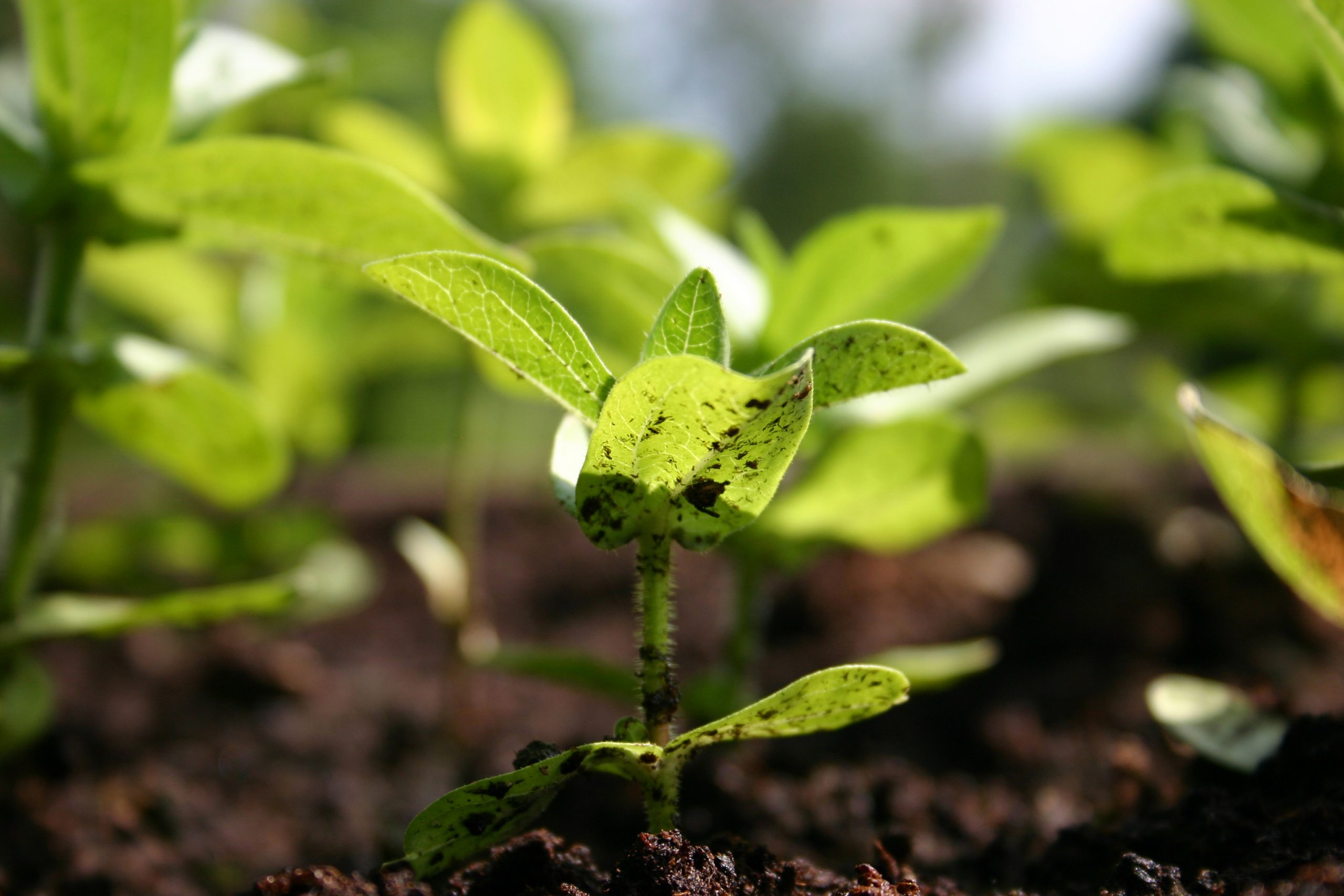 carbon-sinks-are-our-best-climate-hedge-so-where-s-the-money-forest