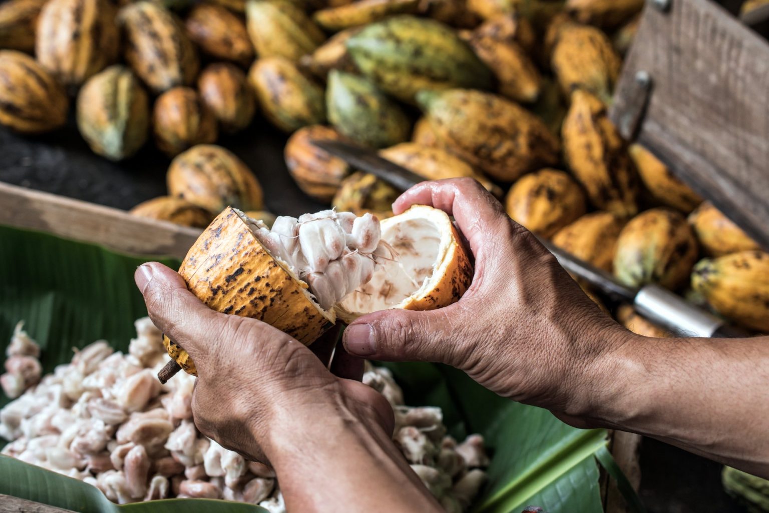 Webinar: Addressing Environmental and Social Risks in Cocoa Supply ...